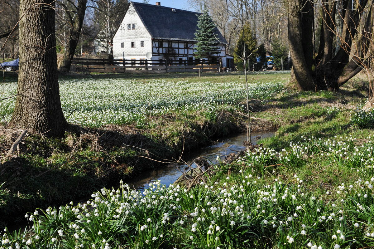 Wunderschön blühende Märzenbecher nebst einem Bach in Langenwolmsdorf